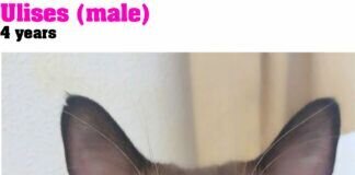 Ulises – ein Traumkater!