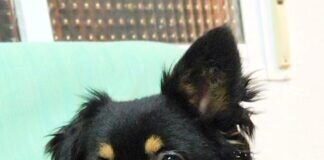 Zum verlieben goldig!