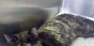 Schmusekätzchen möchte sich in Ihr Herz schnurren!