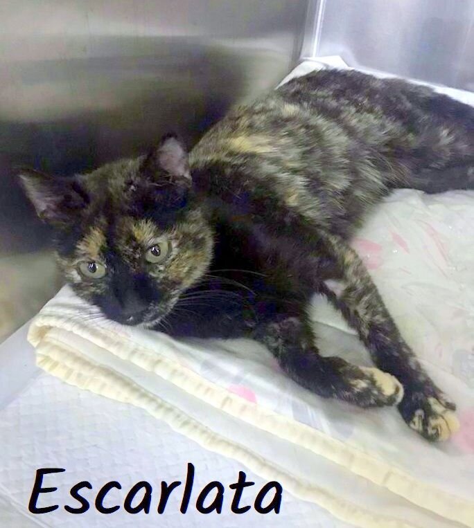 WhatsApp Image 2021-05-16 at 21.53.39