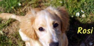 Kleiner Schatz Rosi!