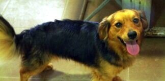 Ein fröhlicher Geselle!