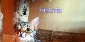 Einäuglein sucht eine liebe Familie.