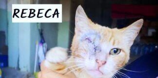 Kleine Katzenfamilie!