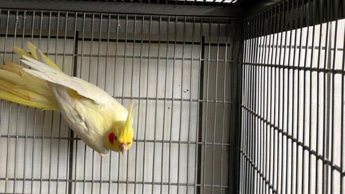 b9065b0a-2273-4fc1-9f13-22b1e648d5cb_InPixio Coco