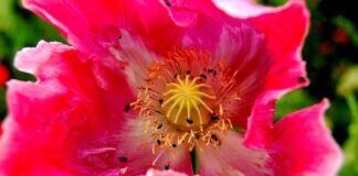 Wir besuchten die Mohnblüte Germerode – Seniorengruppe hatte viel Spaß.