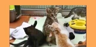 Unsere Katzenkinder beim Spielen