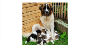 ❀ ❀ ❀ Mutterglück ❀ ❀ ❀ Ursel und die Welpen – VERMITTELT