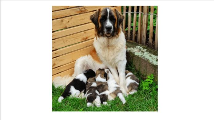 Ursel und die Welpen