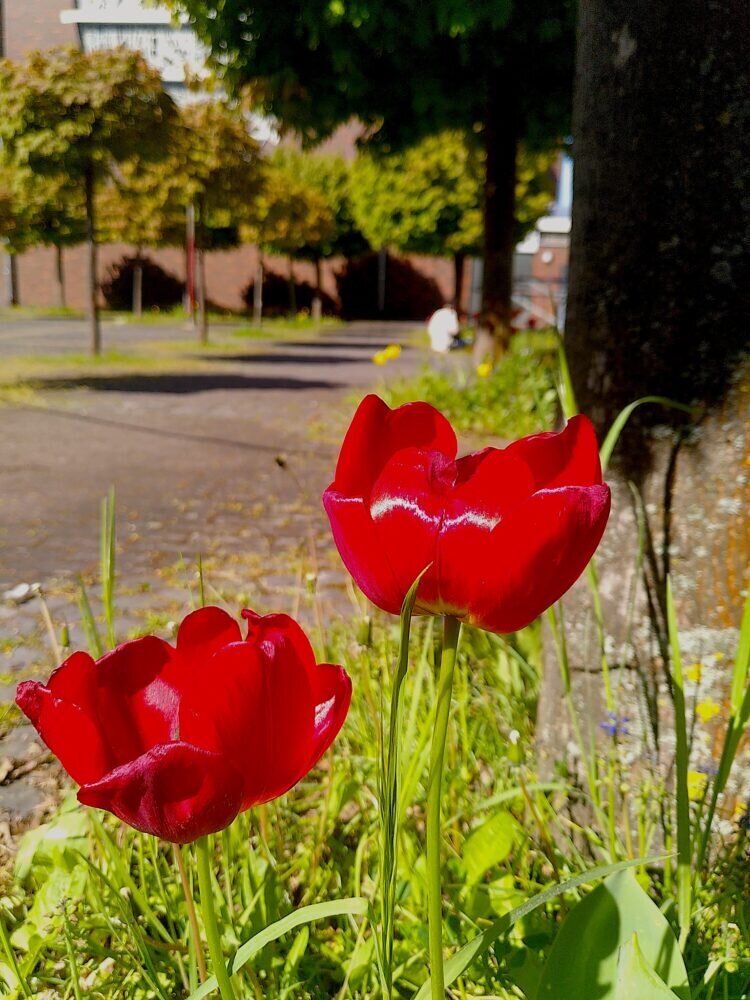 Lauschige Sommerabende unter den Platanen Lauschige Sommerabende unter den Platanen