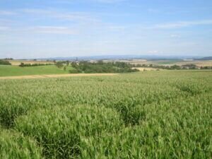 Maislabyrinth Lich-Eberstadt