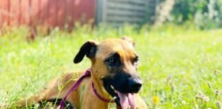 *** Notfell MALI sucht ganz dringend ein neues Zuhause *** (VERMITTELT)