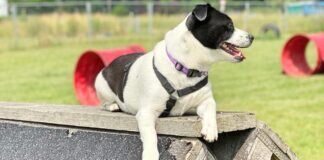 CHANTI wartet schon viel zu lange! ✿ VERMITTELT ✿