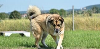 Endlich ein neues Zuhause gefunden