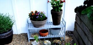 Zylinderputzer – war eine Augenweide auf unserer Terrasse – im Schwedendorf Grünberg.