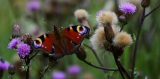 Wunder der Natur von Gott geschaffen.