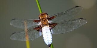 Radtour auf dem neu eröffneten Bahnradweg Laubach – Hungen war ein Erlebnis.