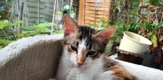 Das dreifarbige Mutter- und Tochtergespann!