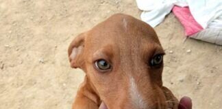 “Eineiige” Drillinge!