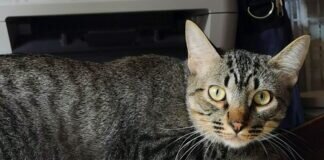 Zwei Katerfreunde suchen Menschen zum Liebhaben!