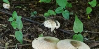 Gut versteckt, und doch gefunden