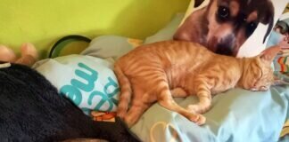 Liebenswertes Geschwisterpärchen!