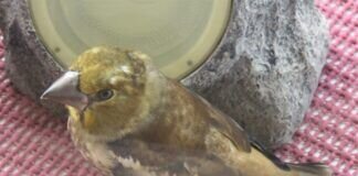 Ein Problem für solche Jungvögel