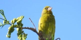 Die aktiv Zeit der Grünfinken im Sommer