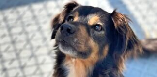 JUSTUS sucht seine “eigenen Menschen” – VERMITTELT –