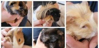 Eine Meerschweinchentruppe – VERMITTELT –