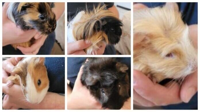 Meerschweinchen Truppe