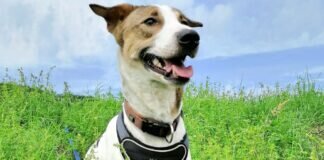 Freundlich und aufgeweckt – OLIVER