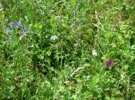 Neues von der Wilden Ecke- Viele Blüten, aber wenig Insekten