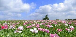 Die Schlafmohnfelder in Holzheim