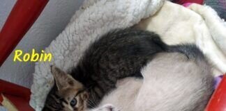 Katzenkinder- eine Verantwortung für viele Jahre!