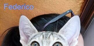 Der kleine Star im spanischen Tierheim!