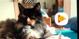 Wenn Tiere zum Notfall werden!