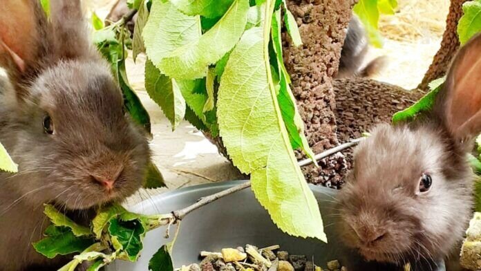 ab116c0a-e559-43bd-879f-2c2c3c1aaca9_InPixio heller