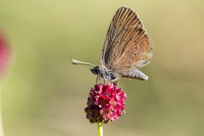 butterfly-5465606_1280