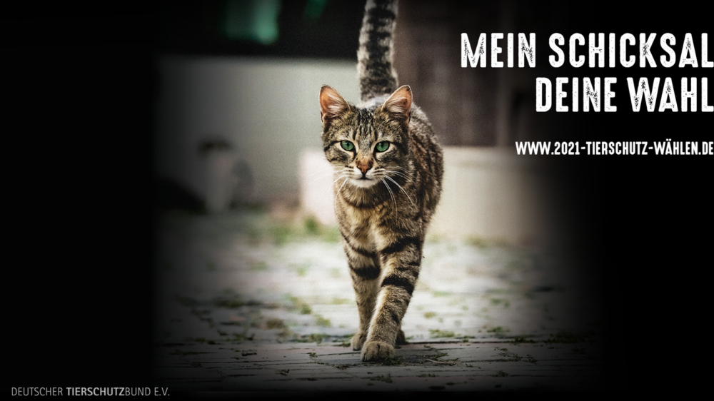 csm_Katzenschutz_a8aec3f287_Fotor