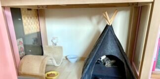 Ein Katzenschicksal!