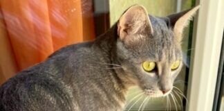 Zwei Katzen doppelte Freude!