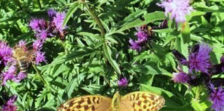 Der Botasche Garten in Marburg!