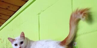 Menschen zum Liebhaben gesucht!