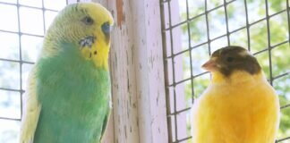 ? Unsere bunte Vogelschar ?