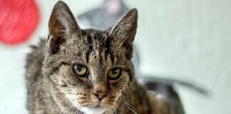 Ältere Katzendame CLARA – VERMITTELT –