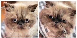 Perserdame sucht ein ruhiges Zuhause – VERMITTELT