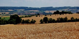 Werden Landwirte mit ihrer Ernte zufrieden sein? Wie ist die zu Ende gehende Erntesaison- ´21 verlaufen.