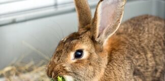 Sehr freundliches Kaninchen SMARTI – VERMITTELT –