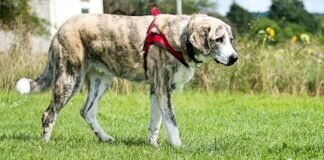 Stattlicher Rüde VASCO – VERMITTELT –